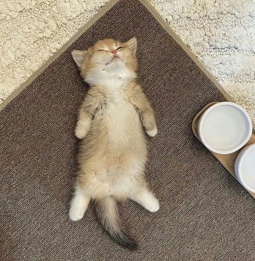 котёнок спит